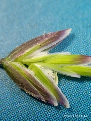 Poa celsa