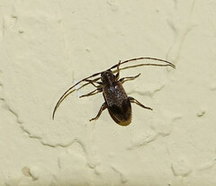 Exocentrus punctipennis