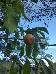 Diospyros acapulcensis