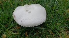 Agaricus campestris
