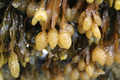 Fucus