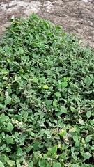 Chenopodium trigonon trigonon