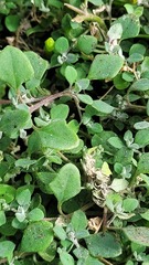 Chenopodium trigonon trigonon