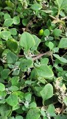 Chenopodium trigonon trigonon