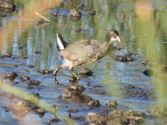 Gallinula galeata