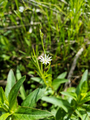 Stellaria longifolia