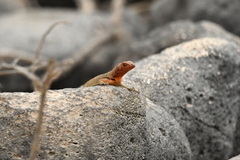 Microlophus delanonis