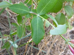 Caprifolium
