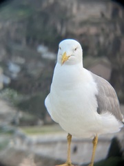 Larus michahellis michahellis