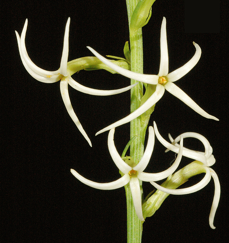 Tripterococcus brunonis Endl.