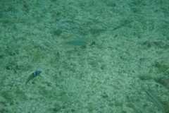 Halichoeres maculipinna