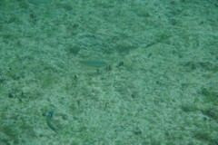 Halichoeres maculipinna