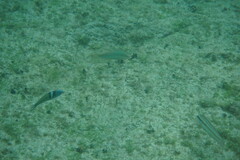 Halichoeres maculipinna