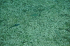 Halichoeres maculipinna