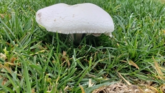 Agaricus campestris