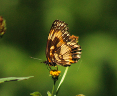 Chlosyne lacinia saundersi