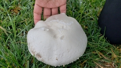 Agaricus campestris