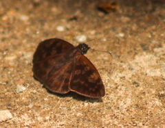 Anastrus sempiternus