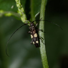 Probatiomimus schwarzeri