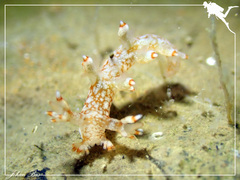 Bornella stellifera