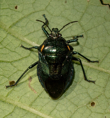 Oplomus catena