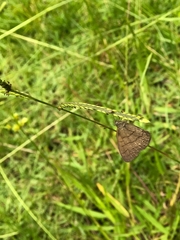 Hermeuptychia gisella