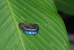 Quadrus contubernalis