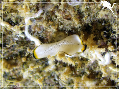 Pseudoceros heronensis