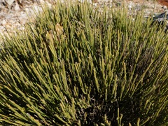 Ephedra fragilis