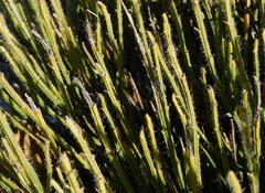 Ephedra fragilis