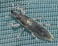 Lixus brevirostris