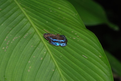 Quadrus contubernalis