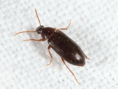Hymenorus doublieri