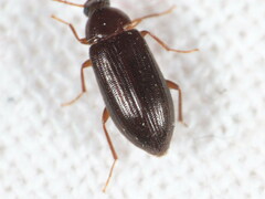 Hymenorus doublieri