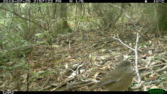 Pachycephala olivacea