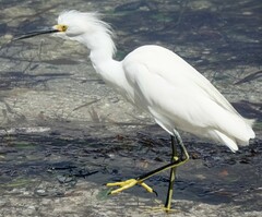 Egretta thula thula