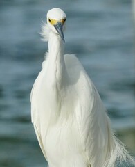 Egretta thula thula