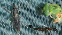 Lixus brevirostris