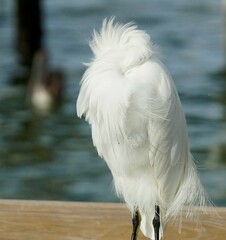 Egretta thula thula