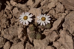 Oriastrum lycopodioides