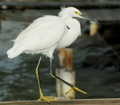 Egretta thula thula