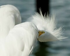 Egretta thula thula