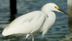 Egretta thula thula