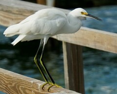 Egretta thula thula
