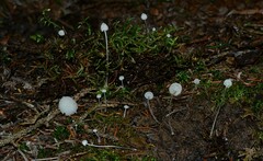 Porotheleaceae