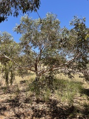 Eucalyptus macrandra
