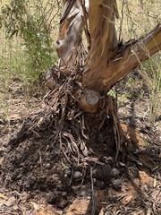 Eucalyptus macrandra