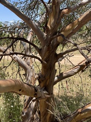 Eucalyptus macrandra