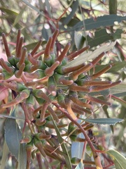 Eucalyptus macrandra