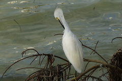 Egretta thula thula